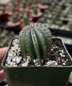 Euphorbia Horrida Boiss Snake Cactus Succulent 3'' Pot Live Plant