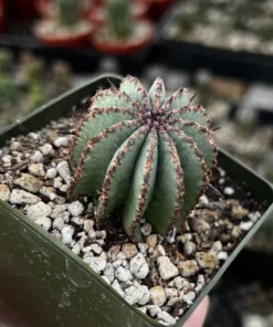 Euphorbia Horrida Boiss Snake Cactus Succulent 3'' Pot Live Plant