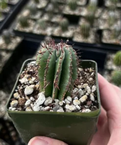 Euphorbia Horrida Boiss Snake Cactus Succulent 3'' Pot Live Plant