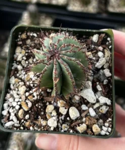 Euphorbia Horrida Boiss Snake Cactus Succulent 3'' Pot Live Plant