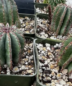 Euphorbia Horrida Boiss Snake Cactus Succulent 3'' Pot Live Plant