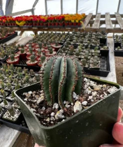 Euphorbia Horrida Boiss Snake Cactus Succulent 3'' Pot Live Plant