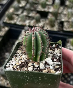 Euphorbia Horrida Boiss Snake Cactus Succulent 3'' Pot Live Plant