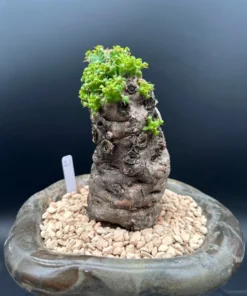 Euphorbia Mlanjeana Exotic Succulent Plant Bare Root Rare Collection