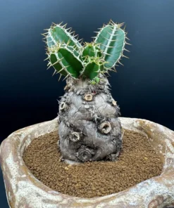 Euphorbia Mlanjeana Exotic Succulent Plant Bare Root Rare Collection