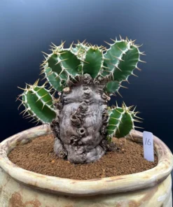 Euphorbia Mlanjeana Exotic Succulent Plant Bare Root Rare Collection