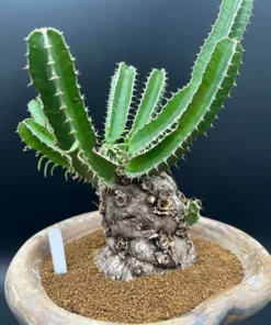 Euphorbia Mlanjeana Exotic Succulent Plant Bare Root Rare Collection