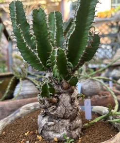 Euphorbia Mlanjeana Exotic Succulent Plant Bare Root Rare Collection