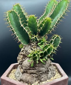 Euphorbia Mlanjeana Exotic Succulent Plant Bare Root Rare Collection