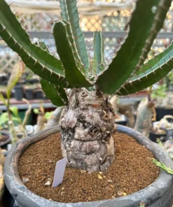Euphorbia Mlanjeana Exotic Succulent Plant Bare Root Rare Collection