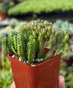 Euphorbia Monstrose Live Succulent Plant Cactus Cluster 2 4 6 inch Pots