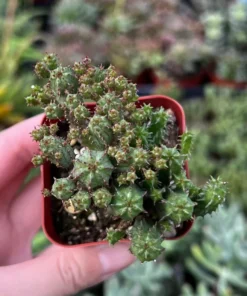 Euphorbia Monstrose Live Succulent Plant Cactus Cluster 2 4 6 inch Pots