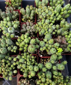 Euphorbia Monstrose Live Succulent Plant Cactus Cluster 2 4 6 inch Pots