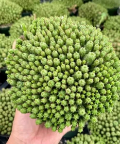 Euphorbia Monstrose Live Succulent Plant Cactus Cluster 2 4 6 inch Pots