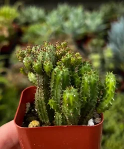Euphorbia Monstrose Live Succulent Plant Cactus Cluster 2 4 6 inch Pots