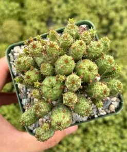 Euphorbia Monstrose Live Succulent Plant Cactus Cluster 2 4 6 inch Pots