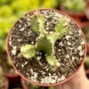 Euphorbia Resinifera Resin Spurge Live Plant 6" Pot Succulent