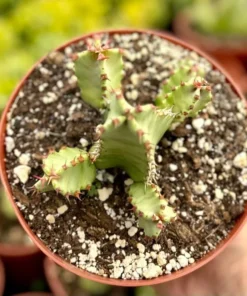 Euphorbia Resinifera Resin Spurge Live Plant 6" Pot Succulent