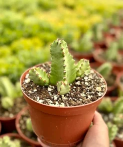 Euphorbia Resinifera Resin Spurge Live Plant 6" Pot Succulent
