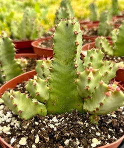 Euphorbia Resinifera Resin Spurge Live Plant 6