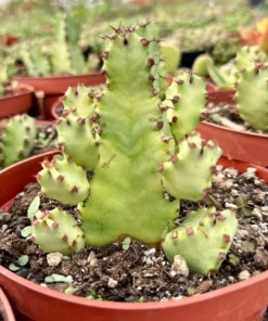 Euphorbia Resinifera Resin Spurge Live Plant 6
