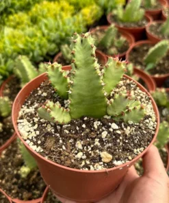 Euphorbia Resinifera Resin Spurge Live Plant 6