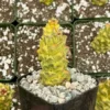 Euphorbia RichEye Variegated Succulent Gold Plant 2" 4" Pot