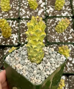 Euphorbia RichEye Variegated Succulent Gold Plant 2