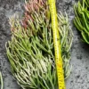 Euphorbia Tirucalli, Pencil Cactus, Fire Sticks, Outdoor Plant, Gardening, Easy Care Plant, Succulent Cuttings, 4" pot