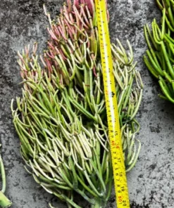 Euphorbia Tirucalli, Pencil Cactus, Fire Sticks, Outdoor Plant, Gardening, Easy Care Plant, Succulent Cuttings, 4