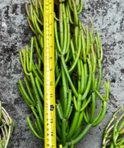 Euphorbia Tirucalli, Pencil Cactus, Fire Sticks, Outdoor Plant, Gardening, Easy Care Plant, Succulent Cuttings, 4" pot