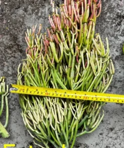 Euphorbia Tirucalli, Pencil Cactus, Fire Sticks, Outdoor Plant, Gardening, Easy Care Plant, Succulent Cuttings, 4