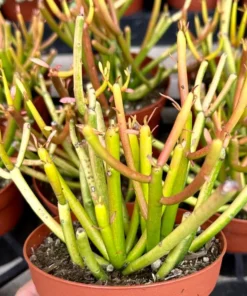 Euphorbia Tirucalli, Pencil Cactus, Fire Sticks, Outdoor Plant, Gardening, Easy Care Plant, Succulent Cuttings, 4