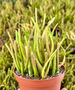 Euphorbia Tirucalli, Pencil Cactus, Fire Sticks, Outdoor Plant, Gardening, Easy Care Plant, Succulent Cuttings, 4