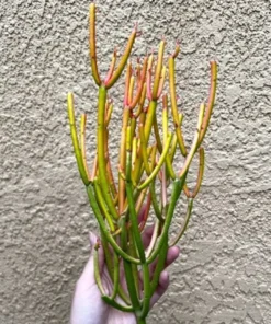 Euphorbia Tirucalli, Pencil Cactus, Fire Sticks, Outdoor Plant, Gardening, Easy Care Plant, Succulent Cuttings, 4