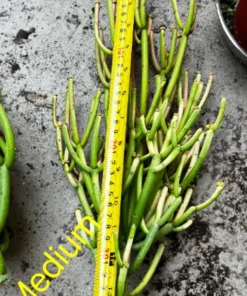 Euphorbia Tirucalli, Pencil Cactus, Fire Sticks, Outdoor Plant, Gardening, Easy Care Plant, Succulent Cuttings, 4