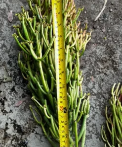 Euphorbia Tirucalli, Pencil Cactus, Fire Sticks, Outdoor Plant, Gardening, Easy Care Plant, Succulent Cuttings, 4