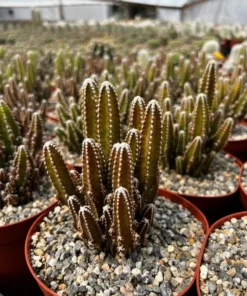 Fairy Castle Cactus Live Plant 6 Inch Pot Succulent Garden Decor