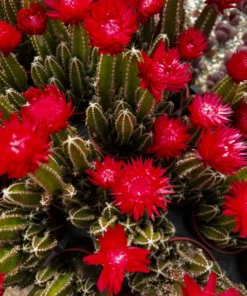 Fairy Castle Cactus Live Plant 6 Inch Pot Succulent Garden Decor