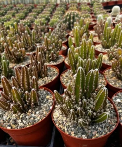 Fairy Castle Cactus Live Plant 6 Inch Pot Succulent Garden Decor