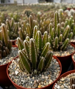 Fairy Castle Cactus Live Plant 6 Inch Pot Succulent Garden Decor