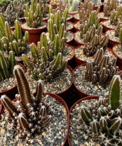 Fairy Castle Cactus Live Plant 6 Inch Pot Succulent Garden Decor