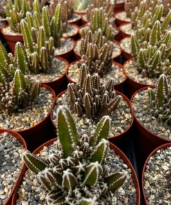 Fairy Castle Cactus Live Plant 6 Inch Pot Succulent Garden Decor