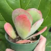 Flapjack Succulent, Paddle Plant, Kalanchoe Luciae, Live Plant in 4'' pot
