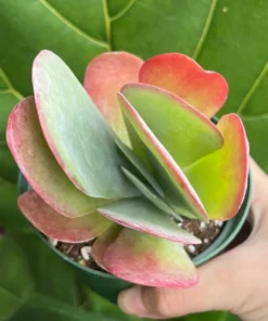 Flapjack Succulent, Paddle Plant, Kalanchoe Luciae, Live Plant in 4'' pot