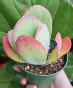 Flapjack Succulent, Paddle Plant, Kalanchoe Luciae, Live Plant in 4'' pot