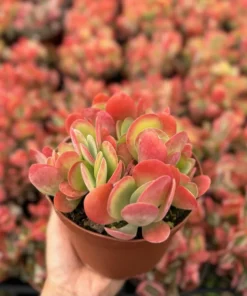 Flapjack Succulent, Paddle Plant, Kalanchoe Luciae, Live Plant in 4'' pot