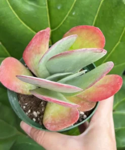 Flapjack Succulent, Paddle Plant, Kalanchoe Luciae, Live Plant in 4'' pot