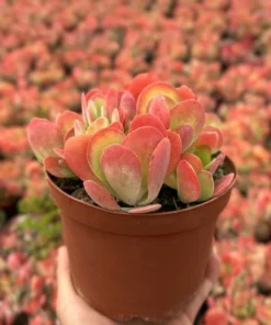Flapjack Succulent, Paddle Plant, Kalanchoe Luciae, Live Plant in 4'' pot