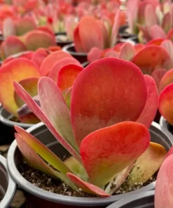 Flapjack Succulent, Paddle Plant, Kalanchoe Luciae, Live Plant in 4'' pot